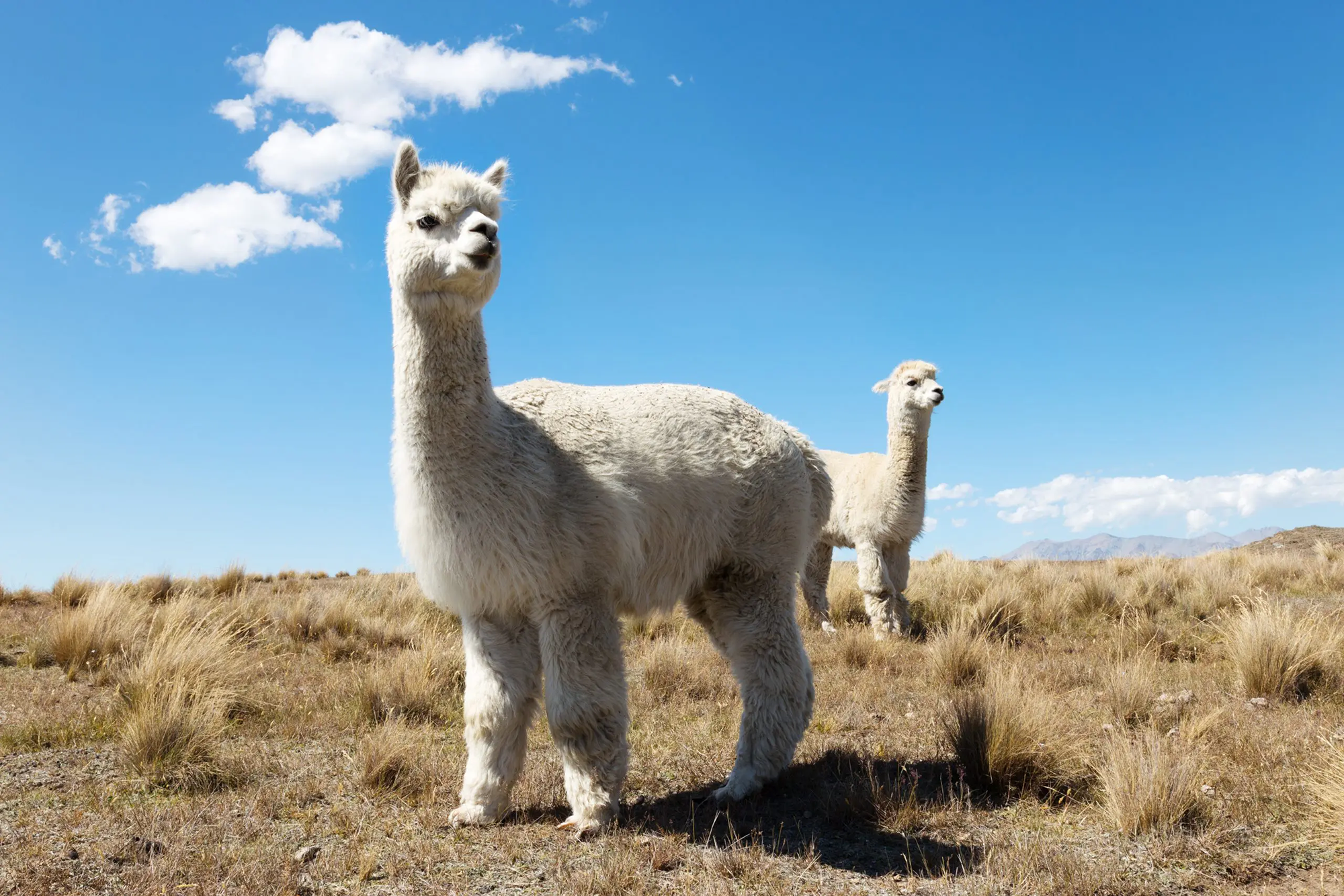 RAS-Responsibe-Alpaca-Standard-scaled kopi